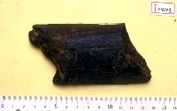 藏品(肢骨一塊)的圖片